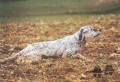 Setter Anglais IAGO DE LAURENCIA Setter Anglais IAGO DE LAURENCIA